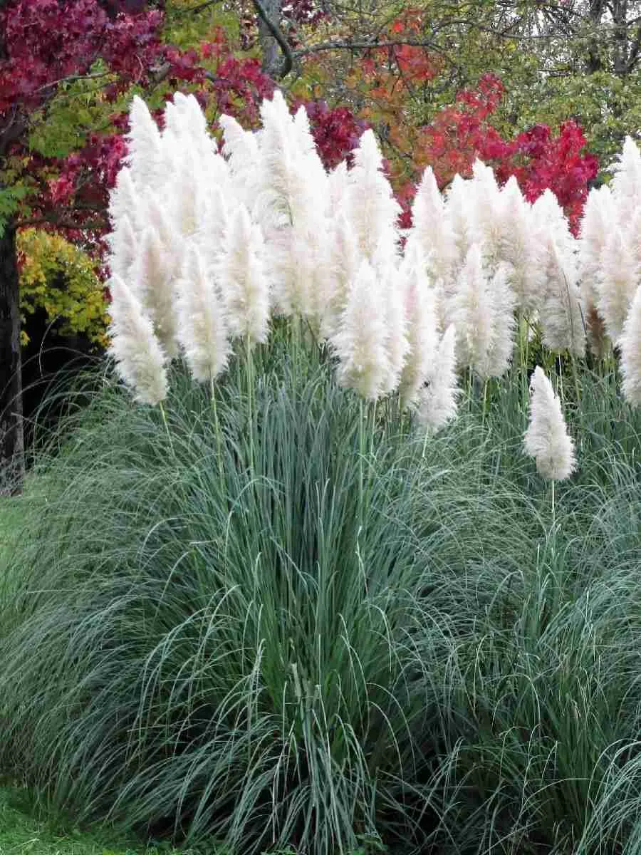 Кортадерия Cелло White Plume Кортадерия Cелло White Plume