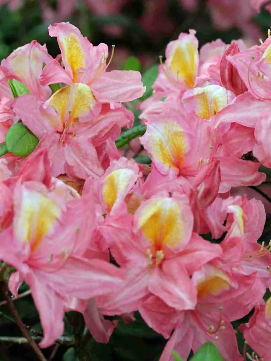 Азалия Pink Delight