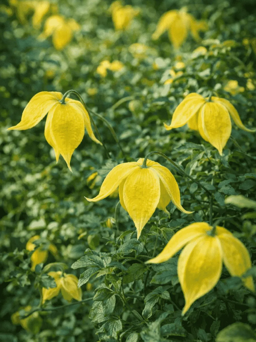 Клематис Little Lemons