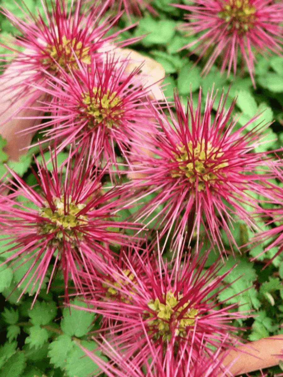 Ацена Ацена