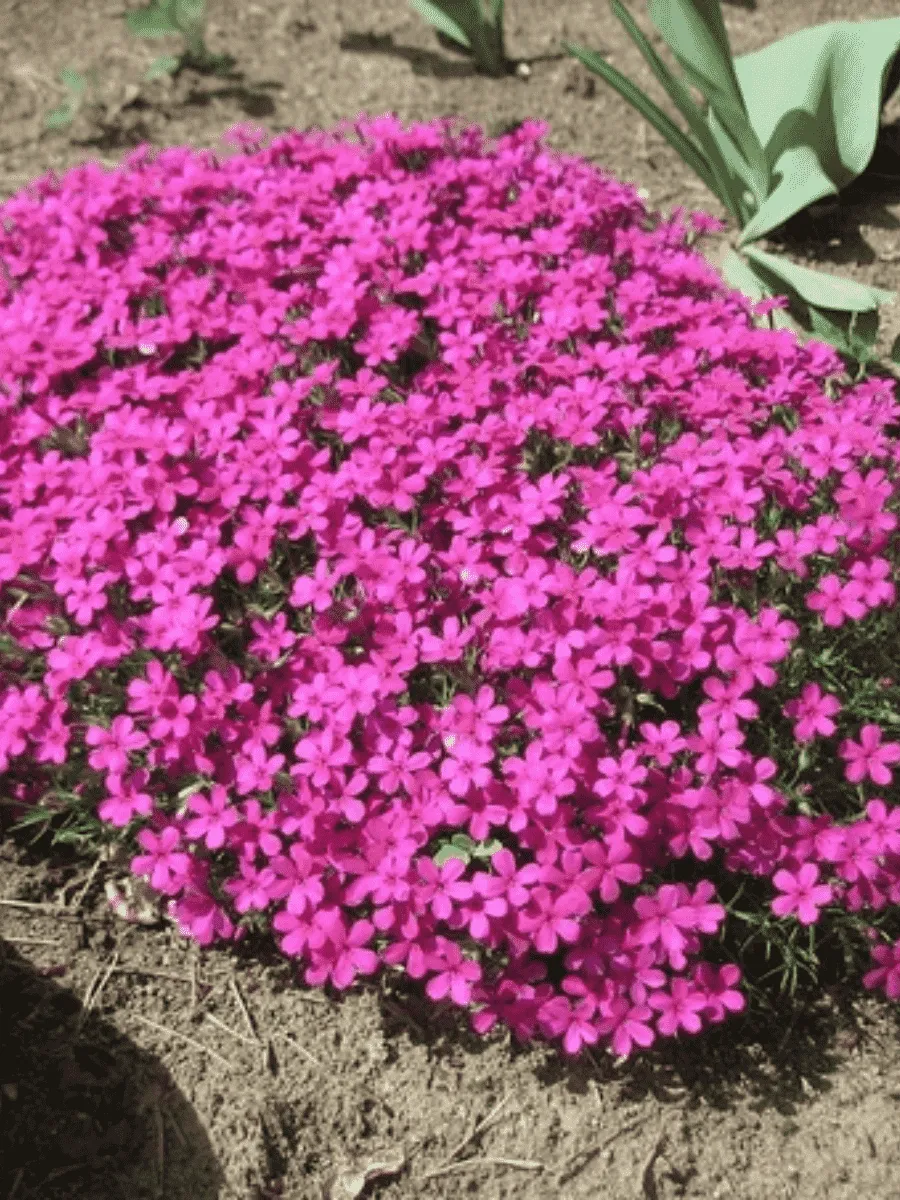 Флокс шиловидный Temiscaming