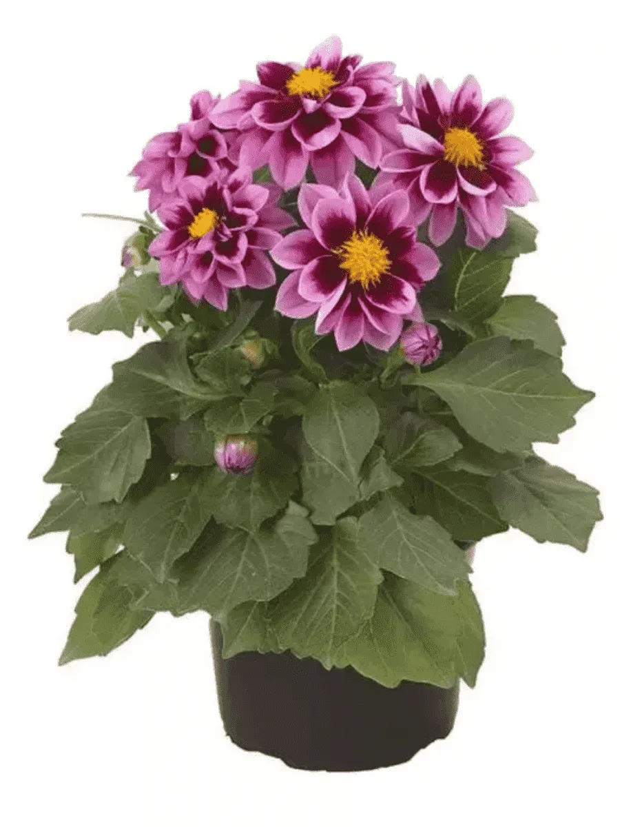 Георгин Dahlietta Surprise Demi