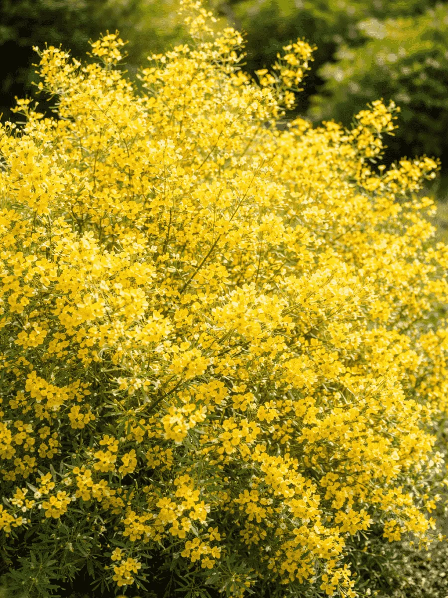 Керрия японская Aureovariegata