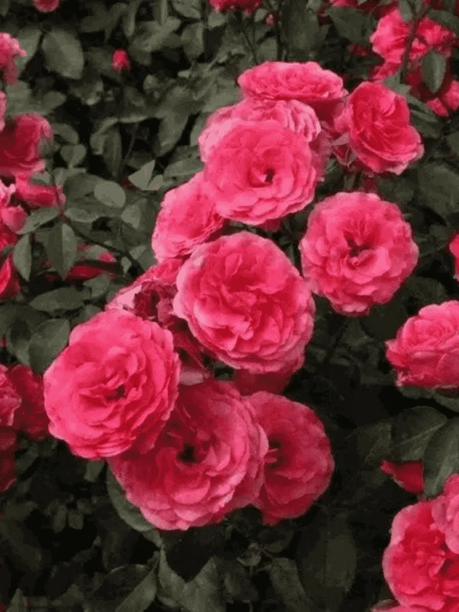 Роза Плетистая  Antike