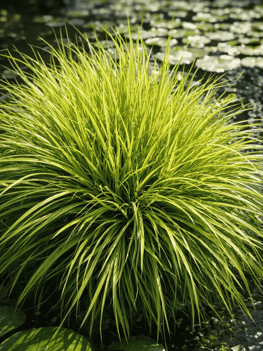 Аир злаковидный Variegatus