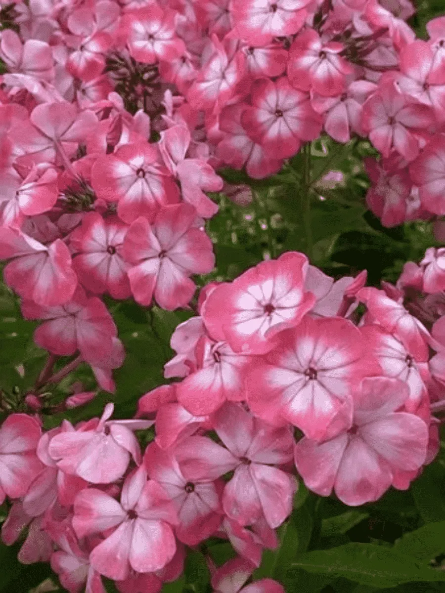 Флокс метельчатый Матрешка