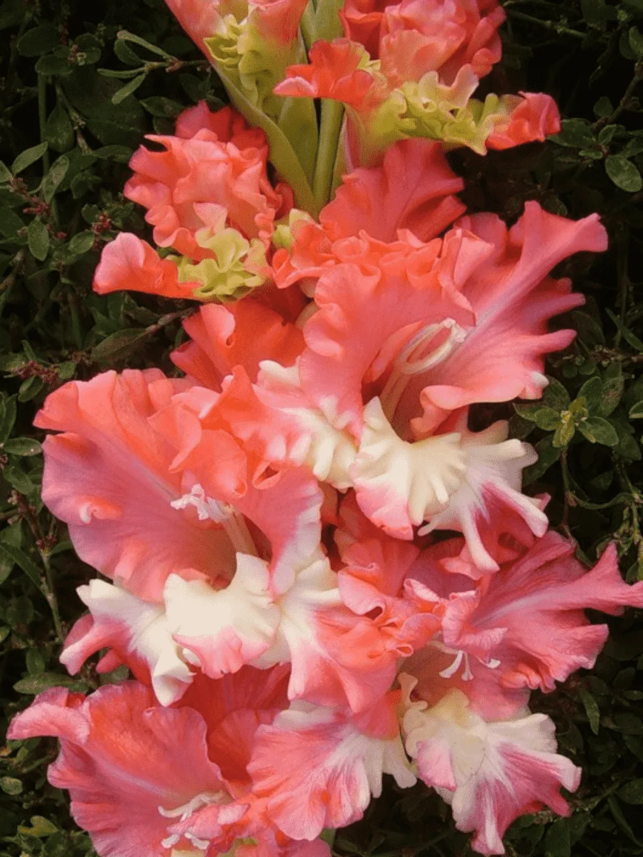 Гладиолус Frizzled Coral Lace