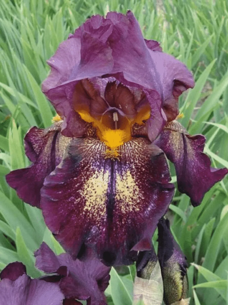 Ирис германский Attention Please