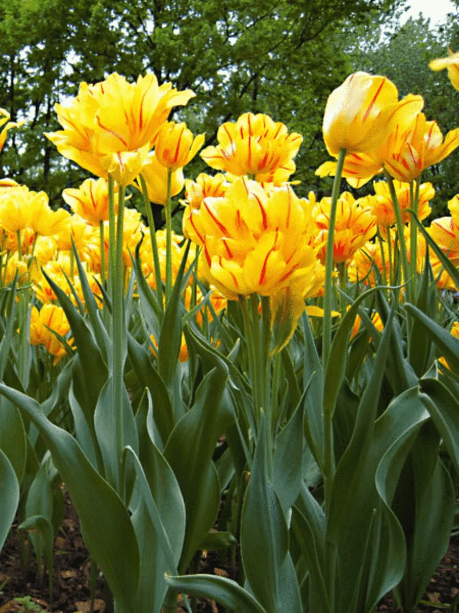 Тюльпан Aquilla