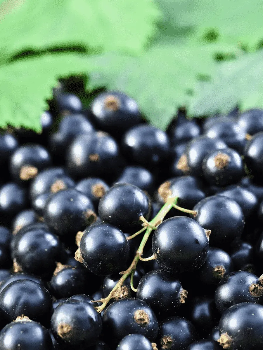 Смородина Загляденье Смородина Загляденье