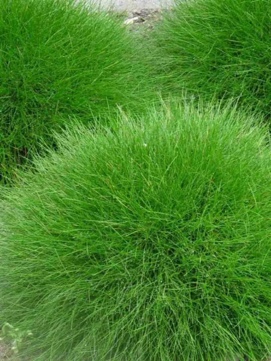 Овсяница Гаутера Pic Carlit Овсяница Гаутера Pic Carlit