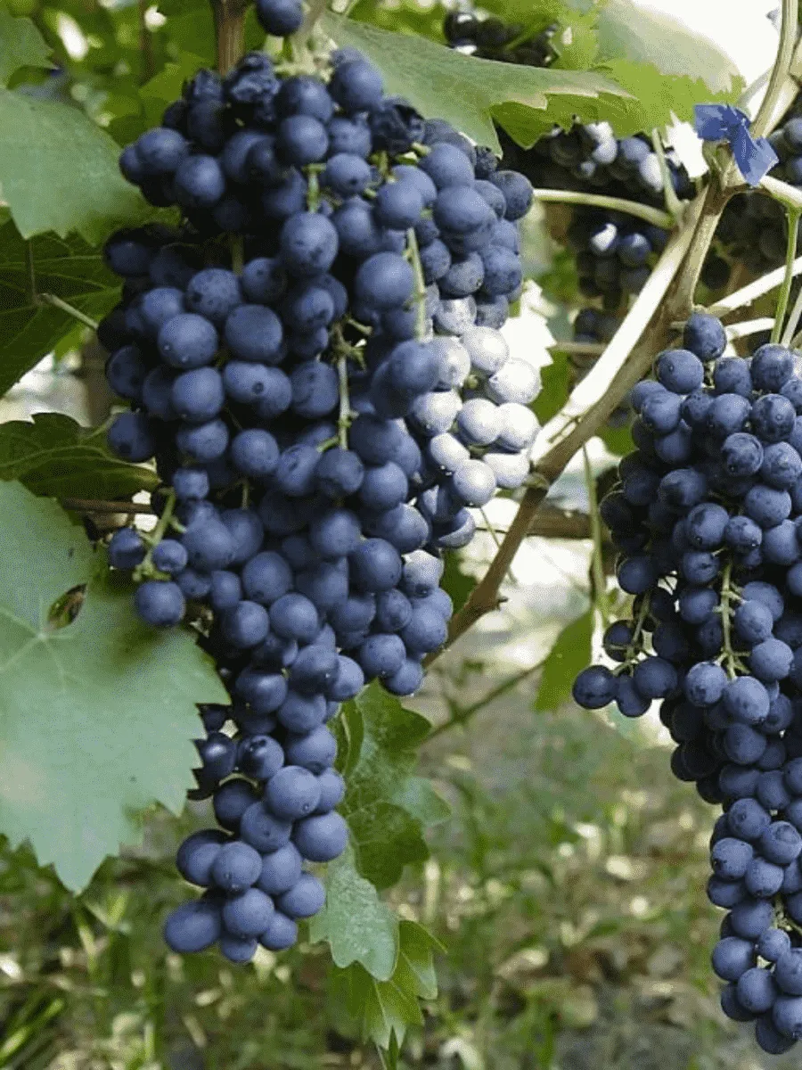 Виноград культурный Muscat Bleu Виноград культурный Muscat Bleu