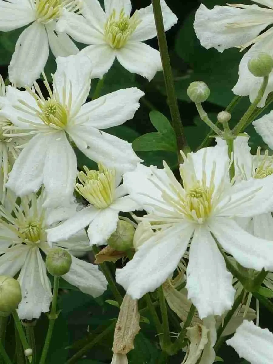 Клематис виноградолистный