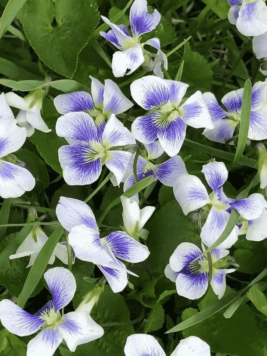 Виола сестринская Blue Cloud