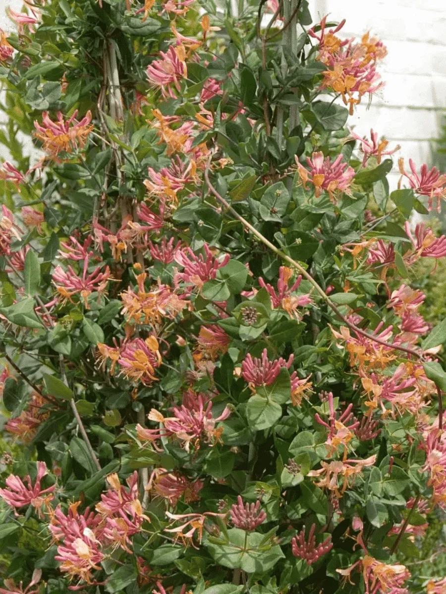 Жимолость Гекрота Жимолость Гекрота