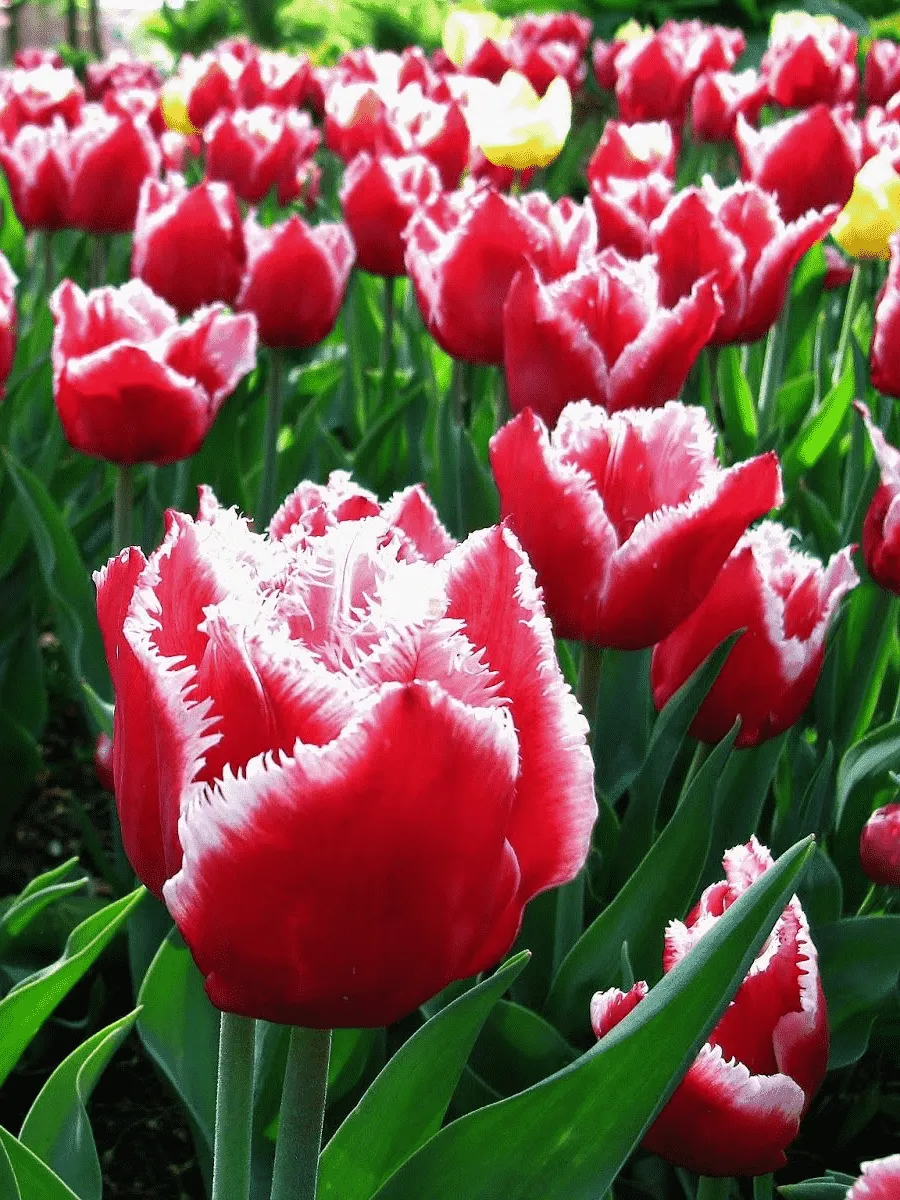 Тюльпан бахромчатый Canasta