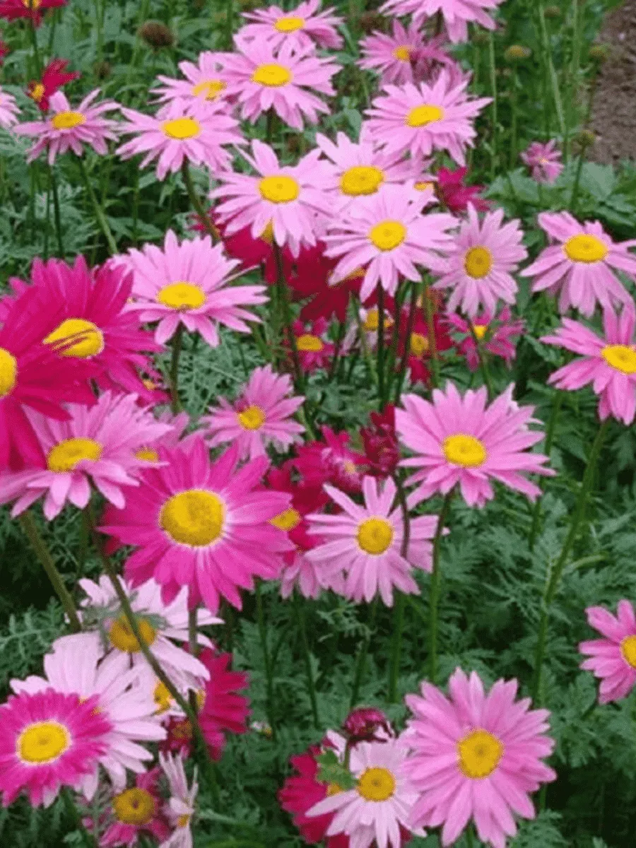 Пиретрум Пиретрум