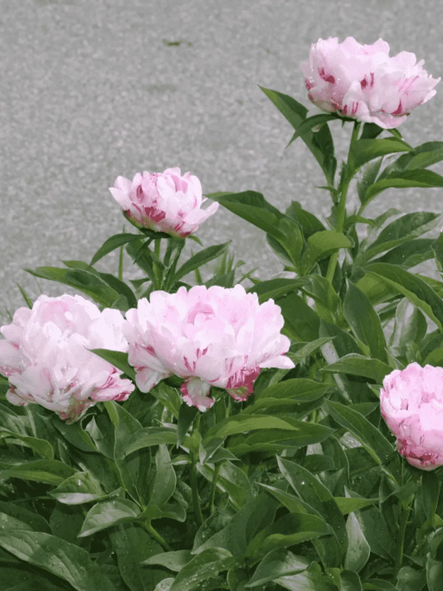 Пион Молочноцветковый Petit Elegance