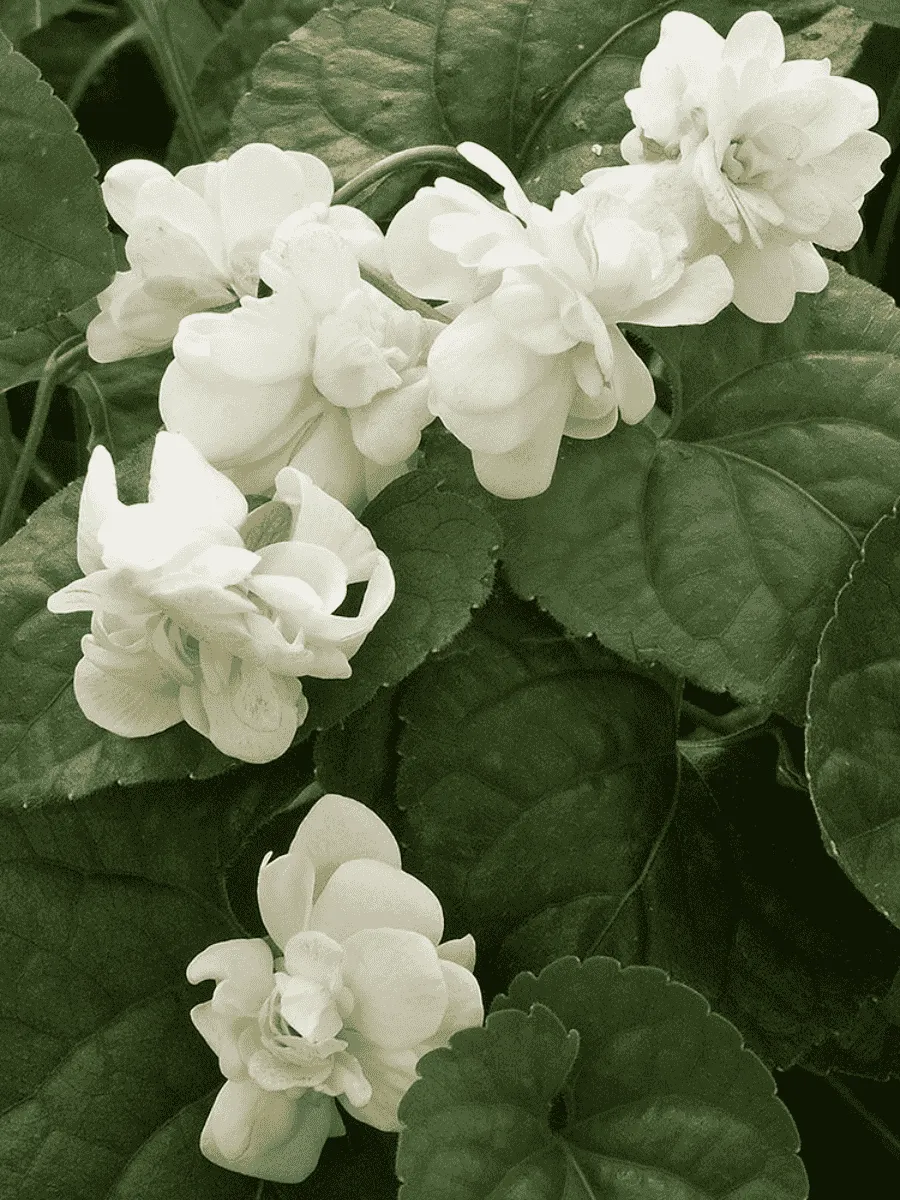 Виола душистая Comte De Brazza