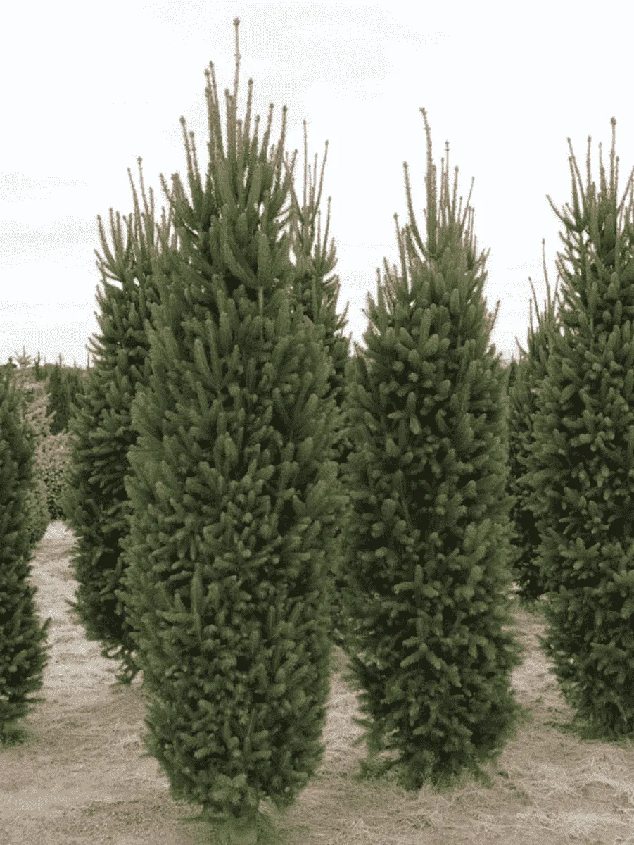 Ель обыкновенная Cupressina Ель обыкновенная Cupressina