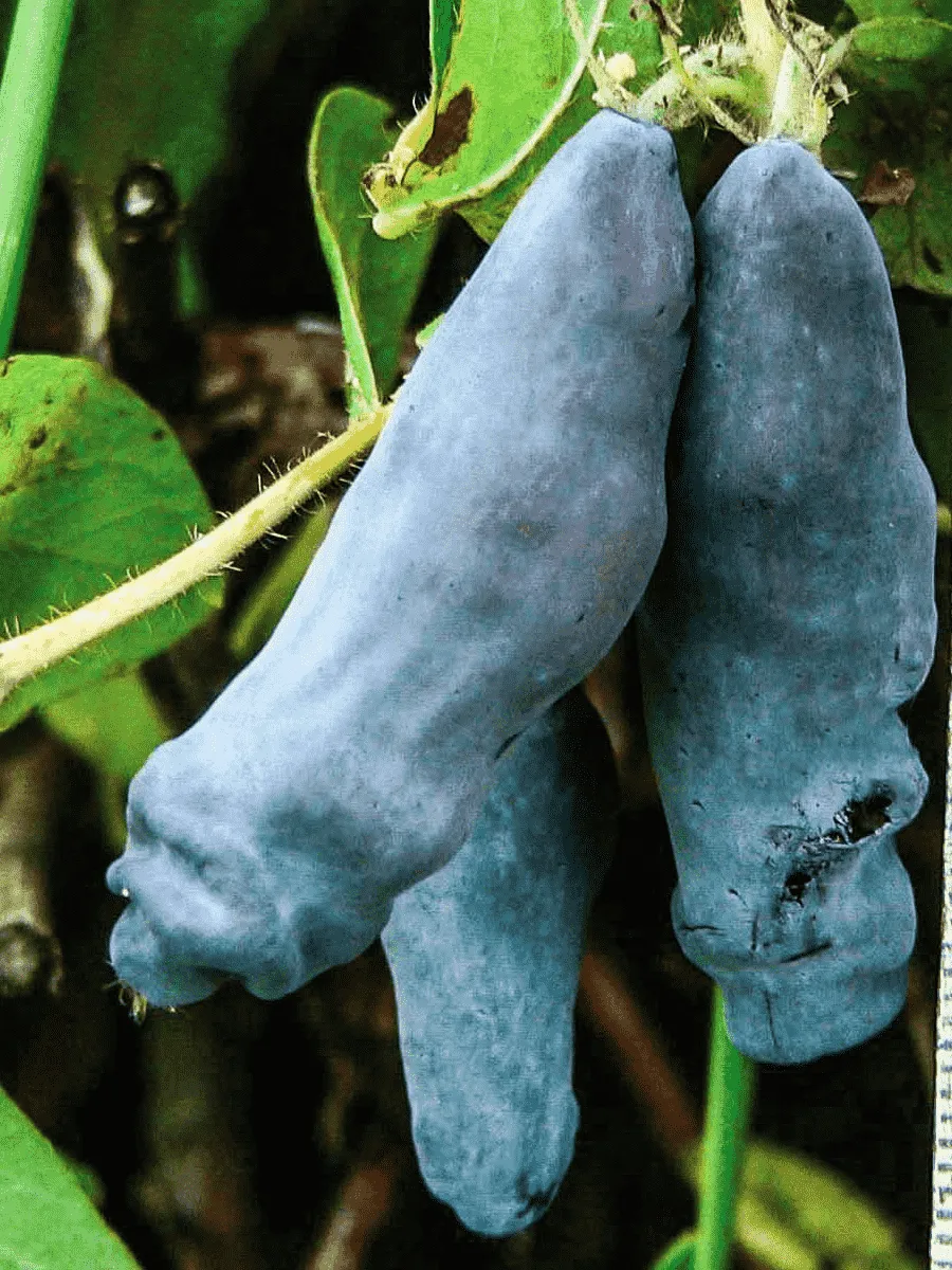 Жимолость плодовая Снегирь Жимолость плодовая Снегирь