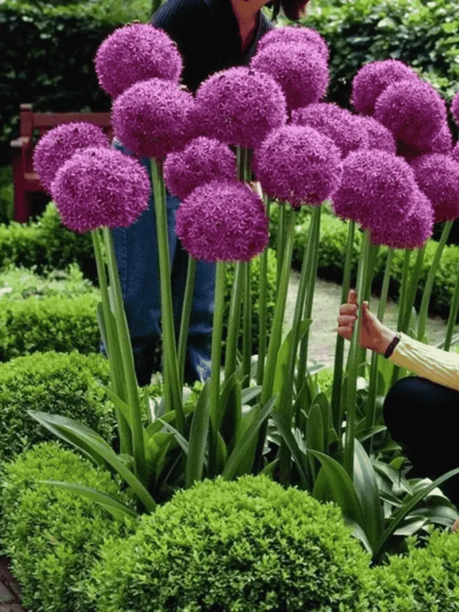 Лук декоративный Globemaster Лук декоративный Globemaster