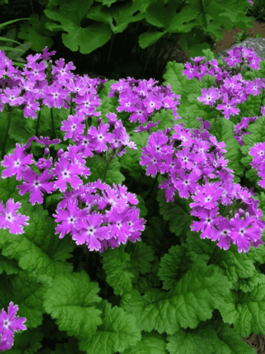 Примула Зибольда