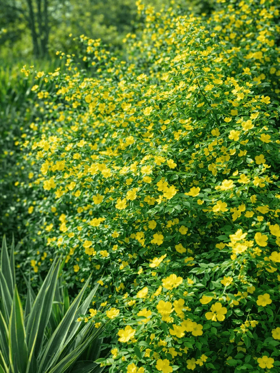 Керрия японская Golden Guinea