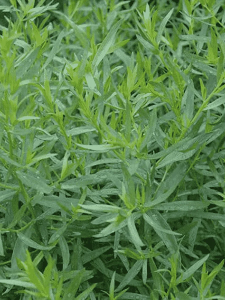 Эстрагон Cola