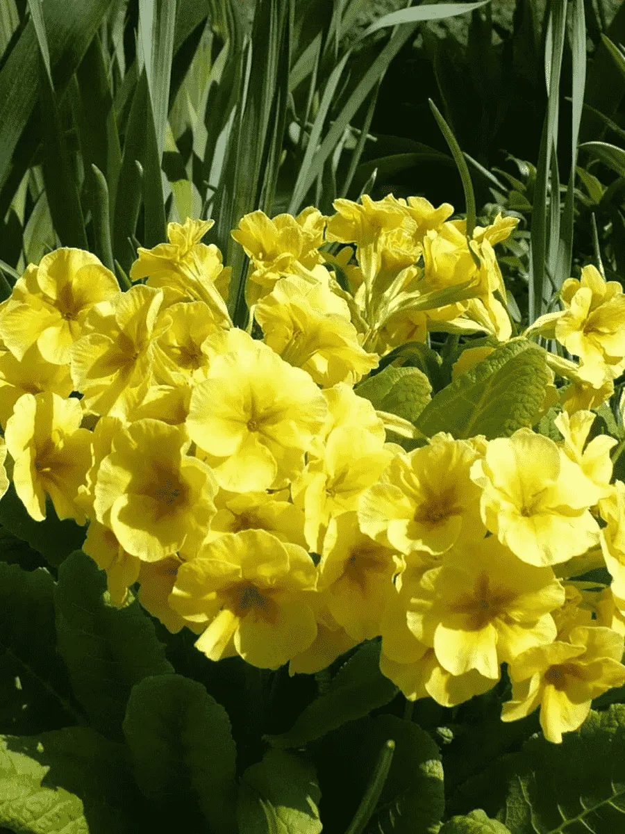 Примула Юлии Wanda Yellow Примула Юлии Wanda Yellow