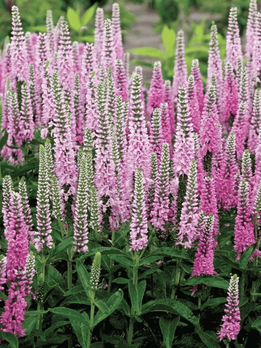 Вероника колосистая Pink Marshmallow