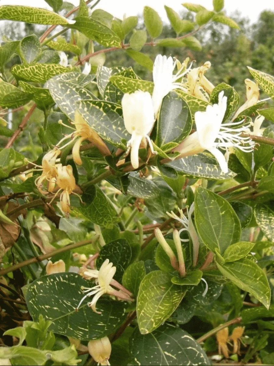 Жимолость японская Aureoreticulata Жимолость японская Aureoreticulata