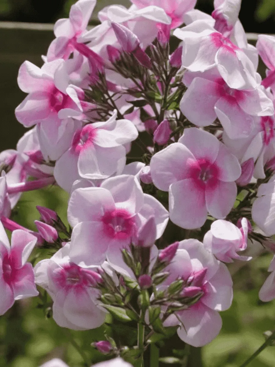 Флокс метельчатый Снегирь