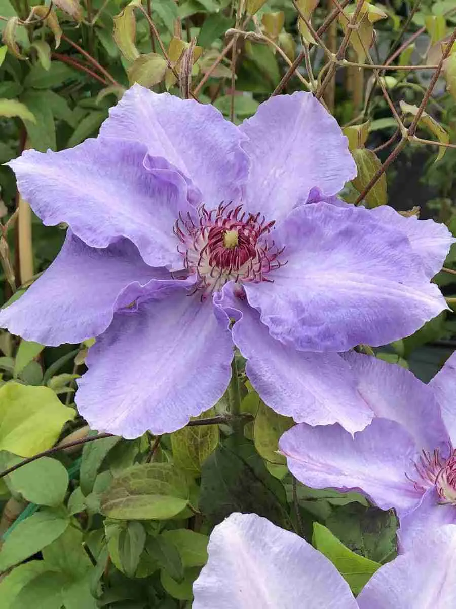 Клематис Still Waters