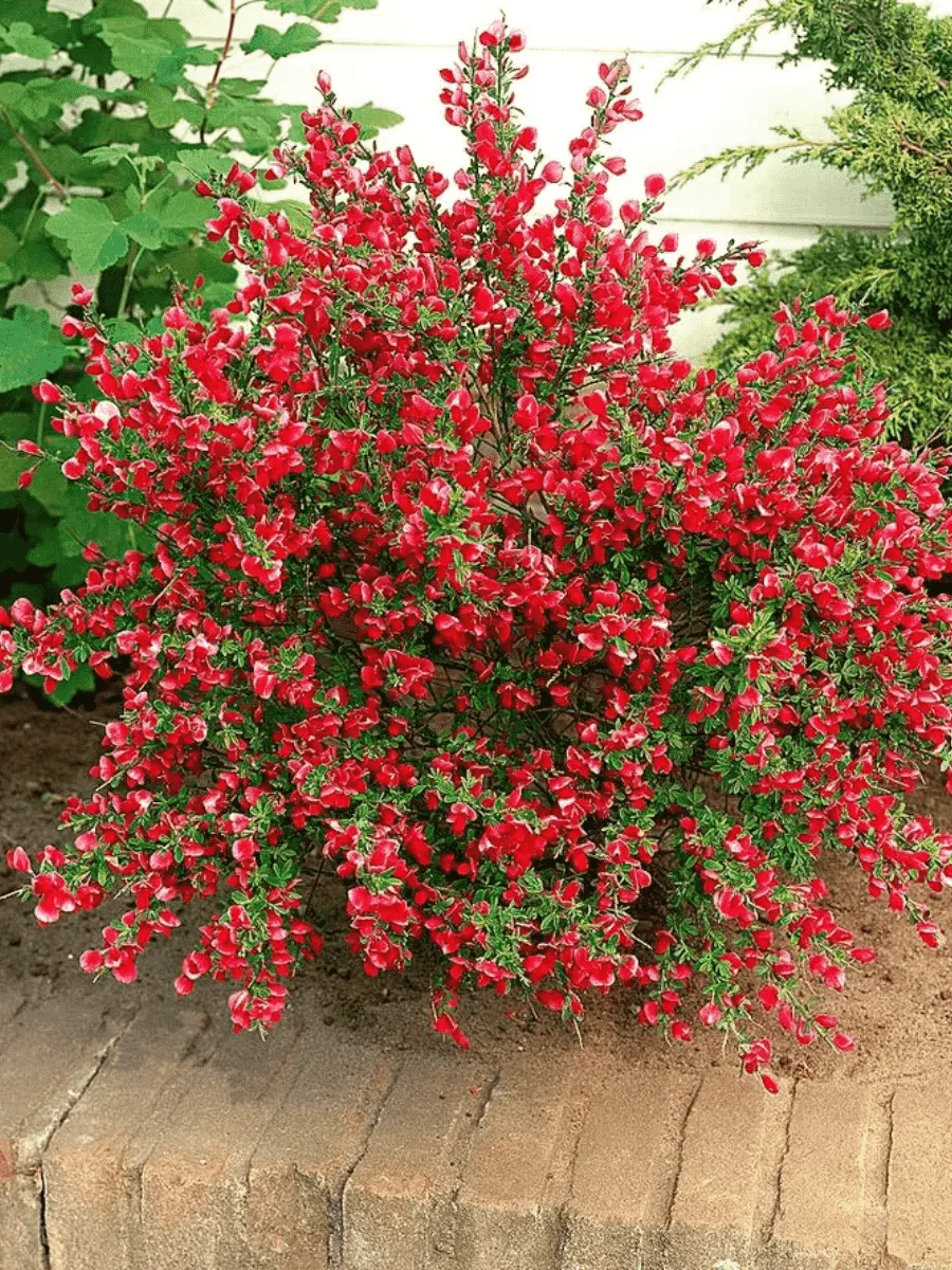 Ракитник венечный Boskoop Ruby