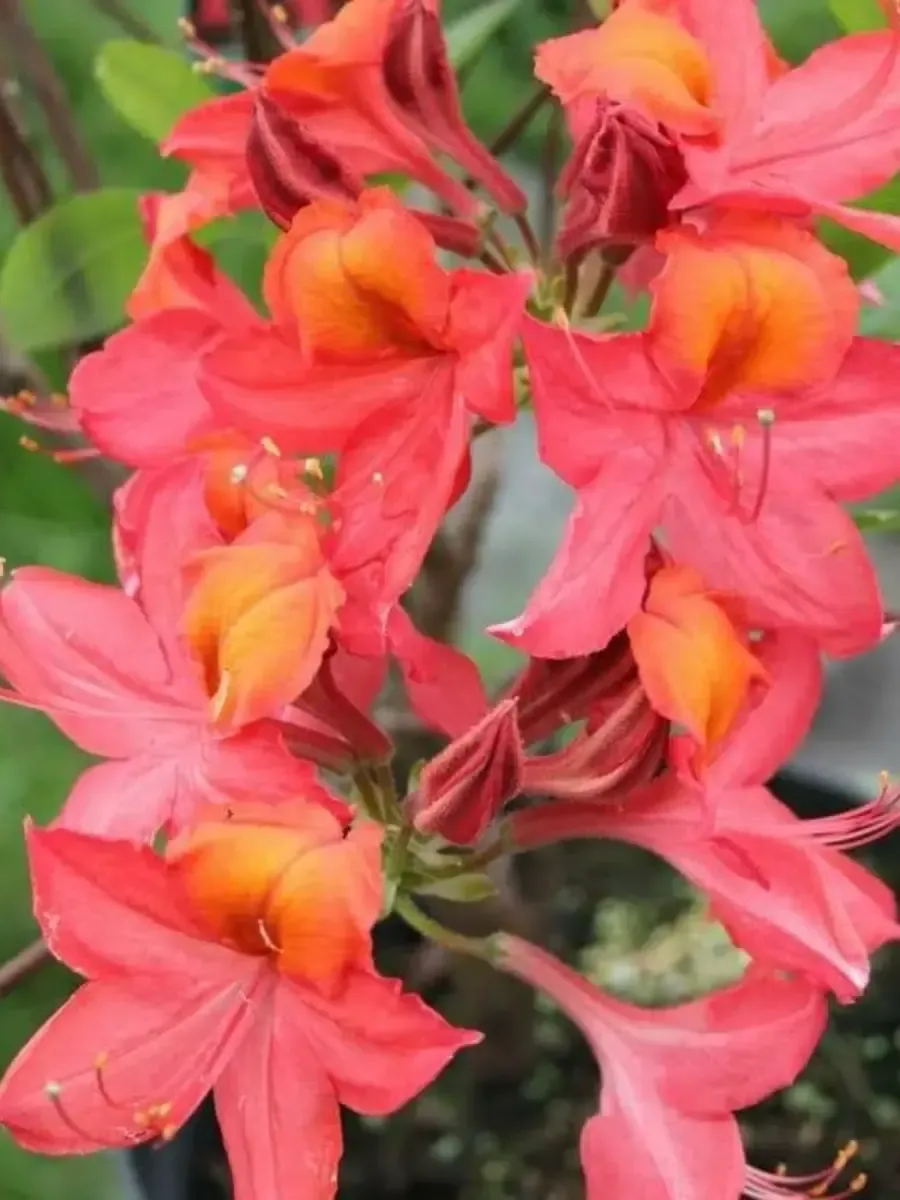 Азалия крупноцветковая Tunis Азалия крупноцветковая Tunis