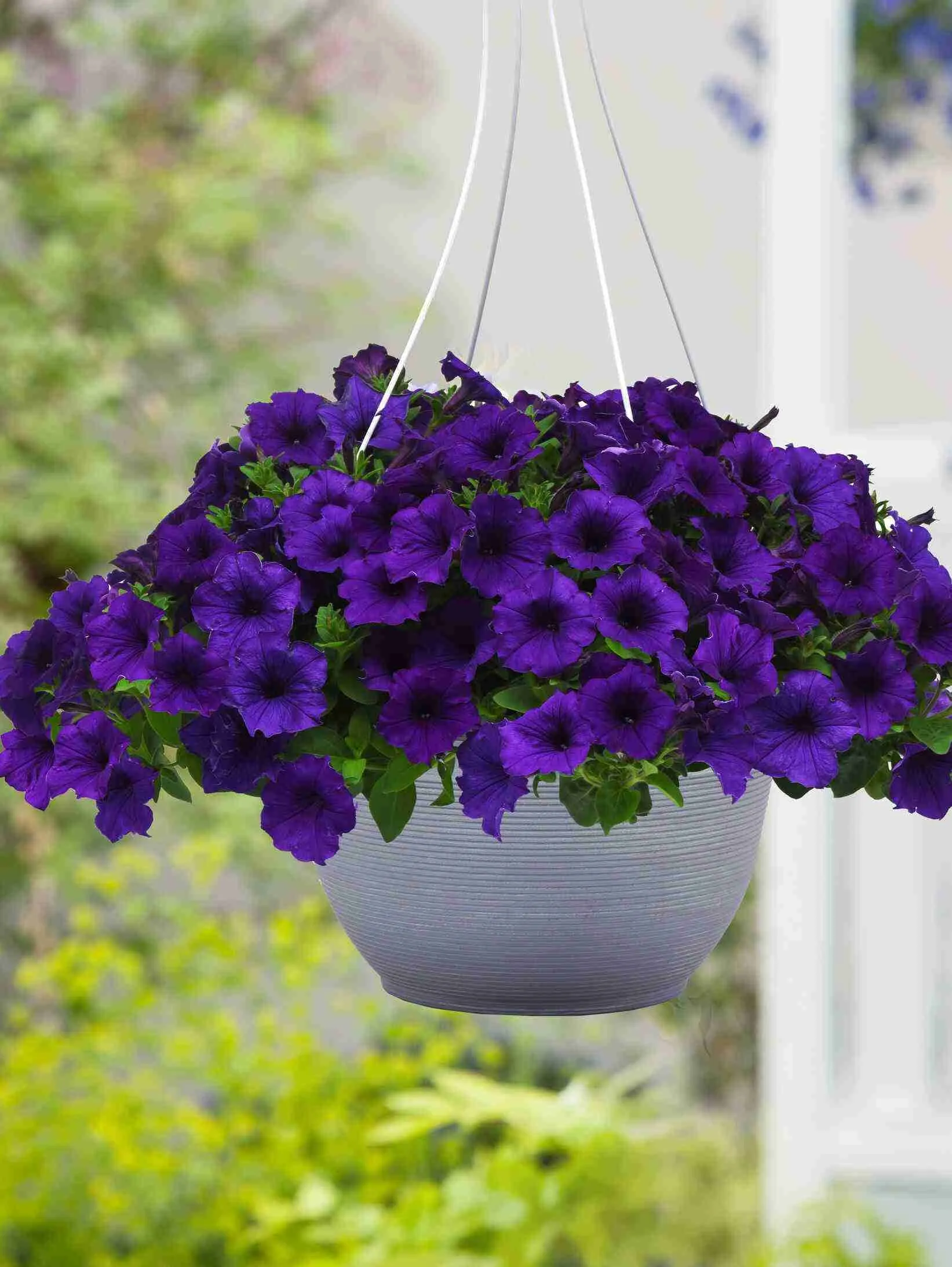 Петуния Петуния