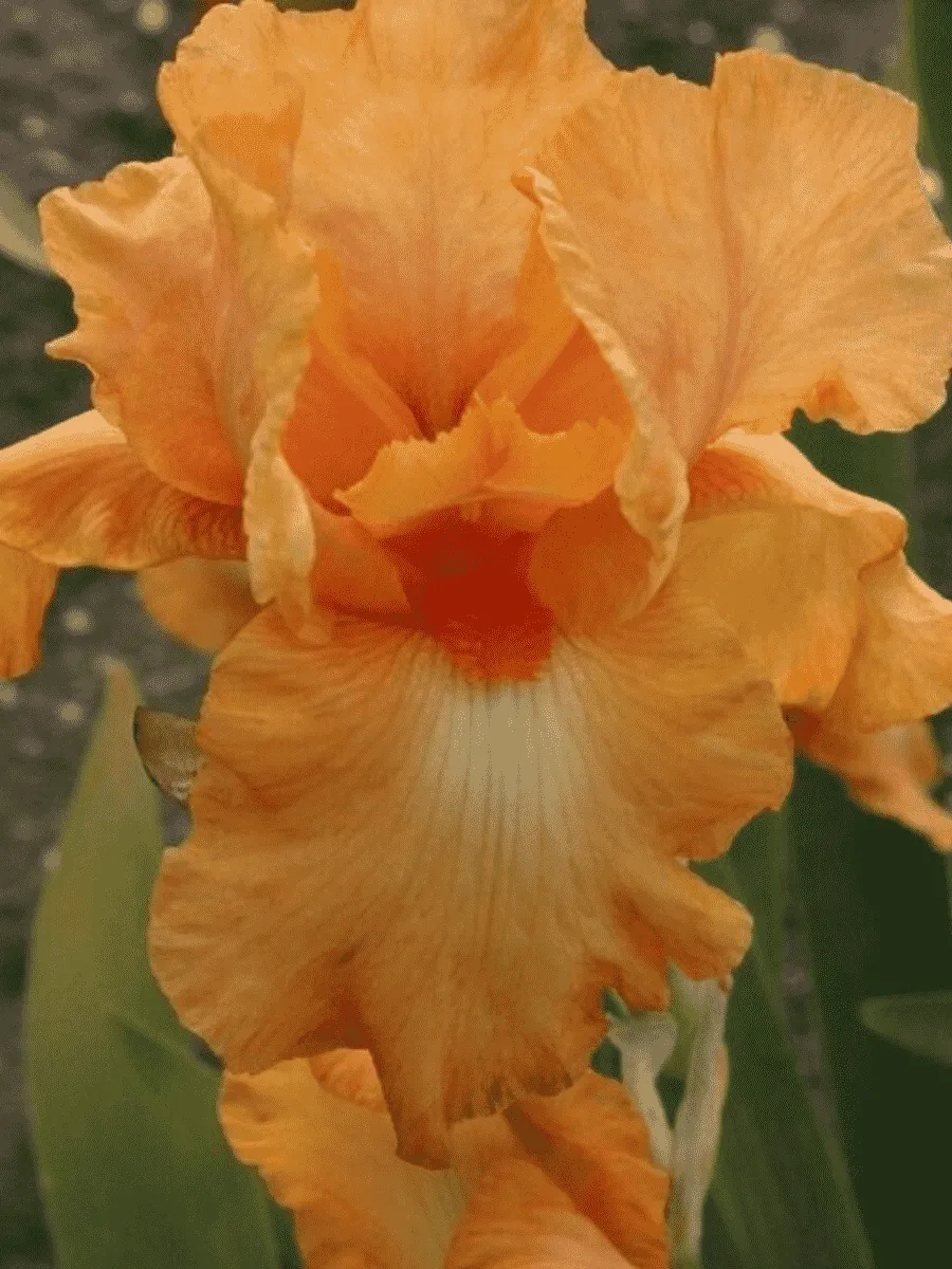 Ирис германский Robusta