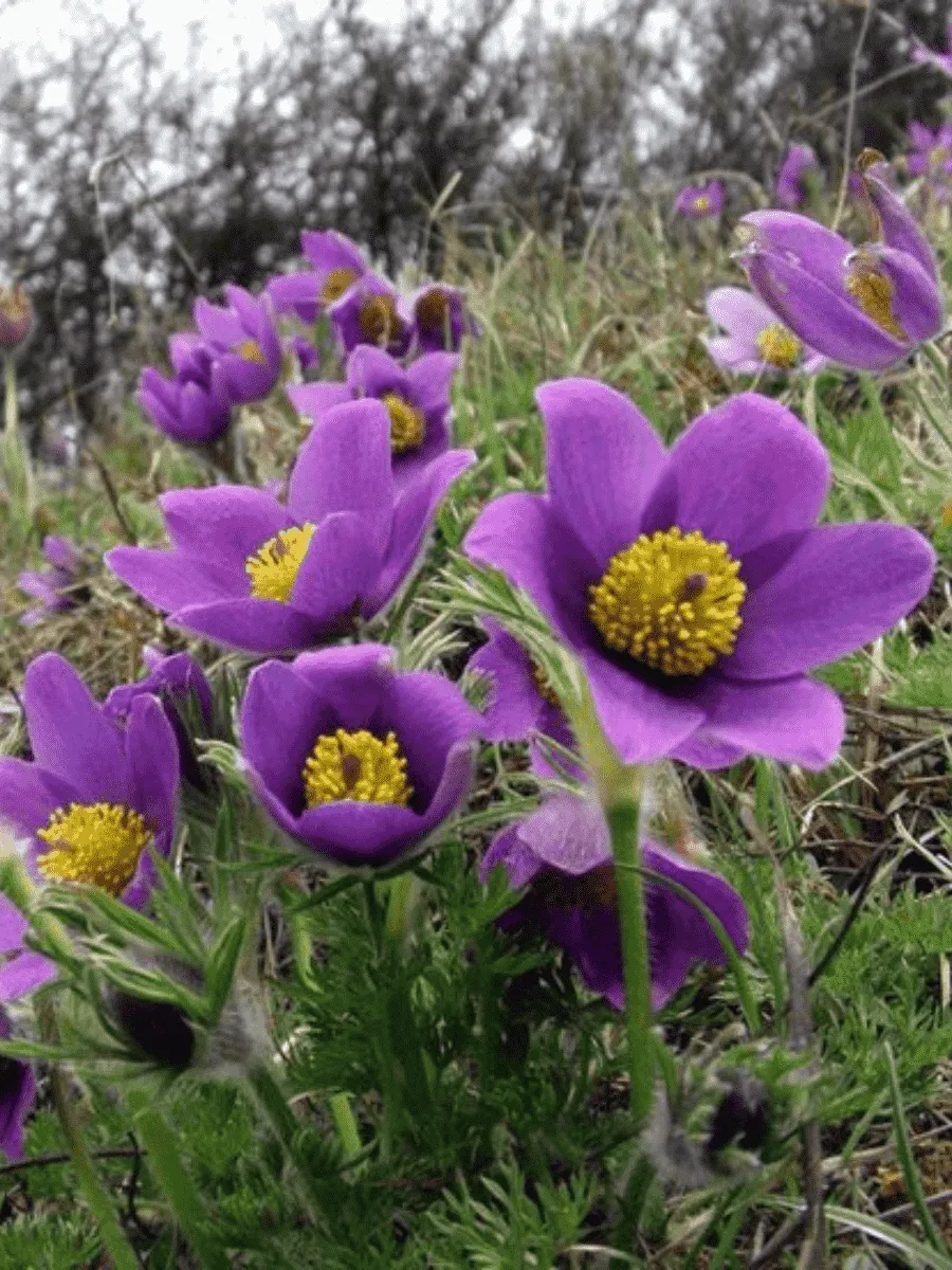 Прострел обыкновенный Прострел обыкновенный