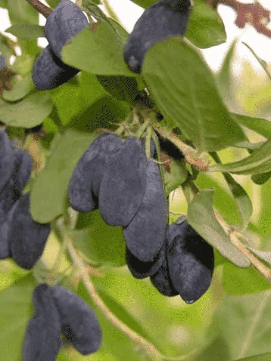 Жимолость плодовая Московская 23 Жимолость плодовая Московская 23