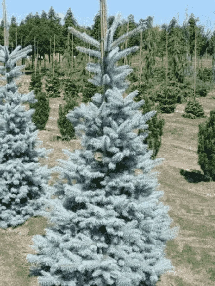 Ель колючая  Oldenburg Ель колючая  Oldenburg