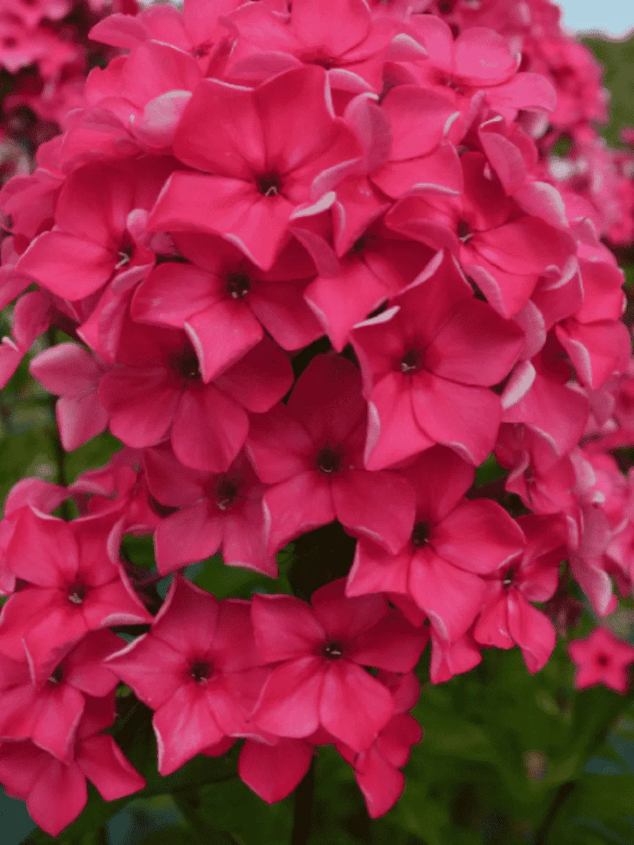 Флокс метельчатый Сircus