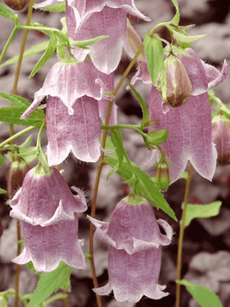 Колокольчик точечный Pantaloons