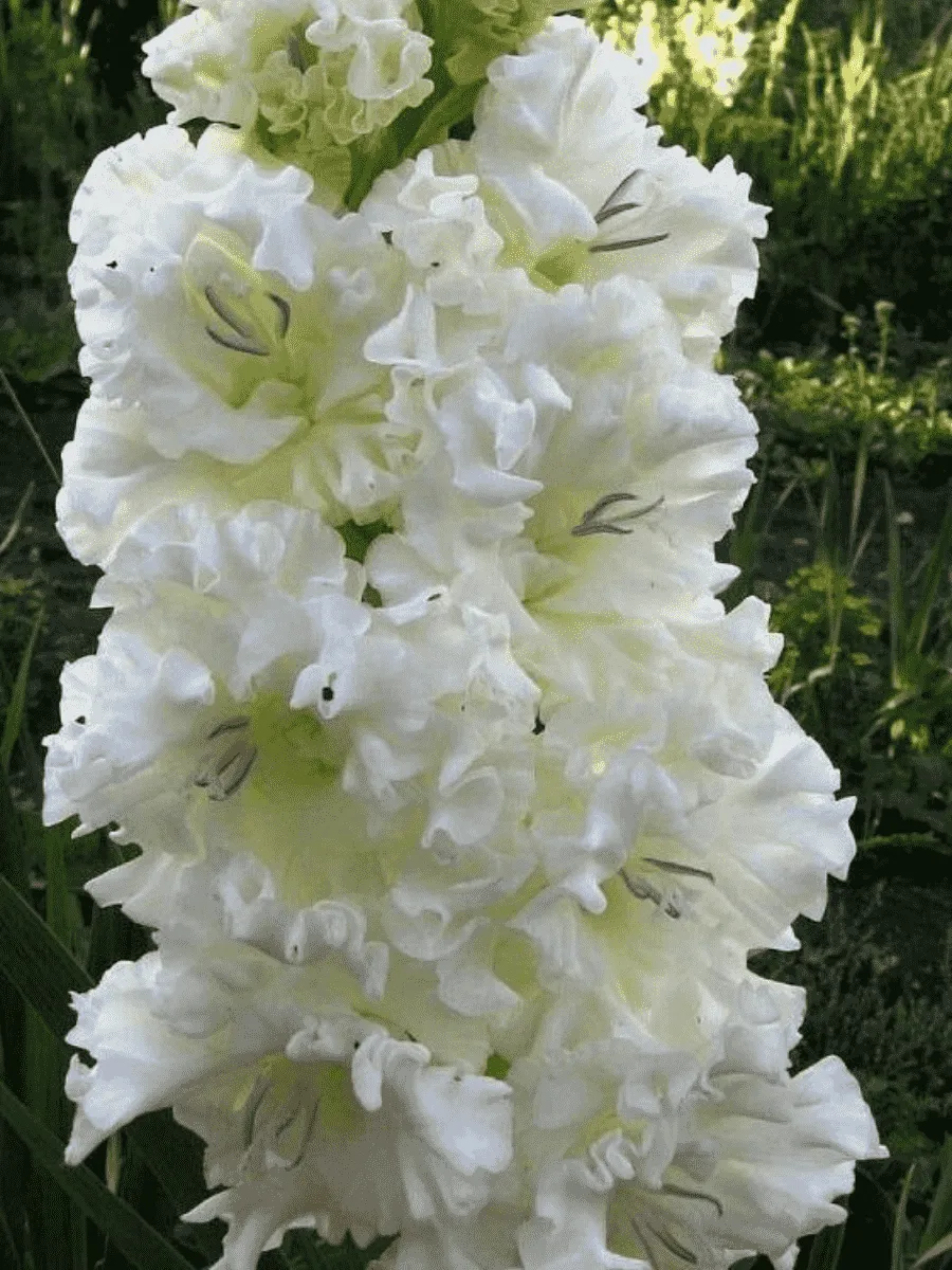 Гладиолус Snowy Frizzle