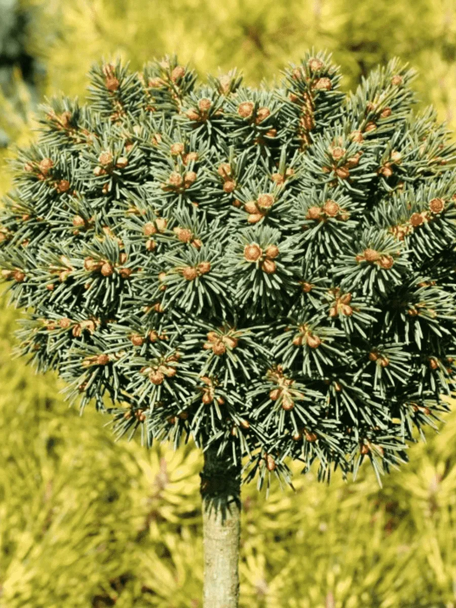 Ель колючая Little Globe на штамбе 40 см Ель колючая Little Globe на штамбе 40 см