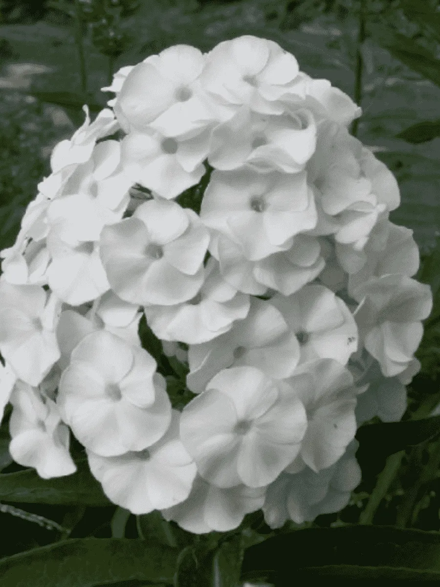 Флокс Белый Карлик