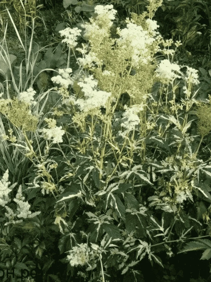 Лабазник пурпурный Variegata Лабазник пурпурный Variegata