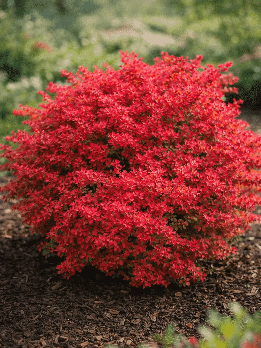 Барбарис Тунберга Barberry