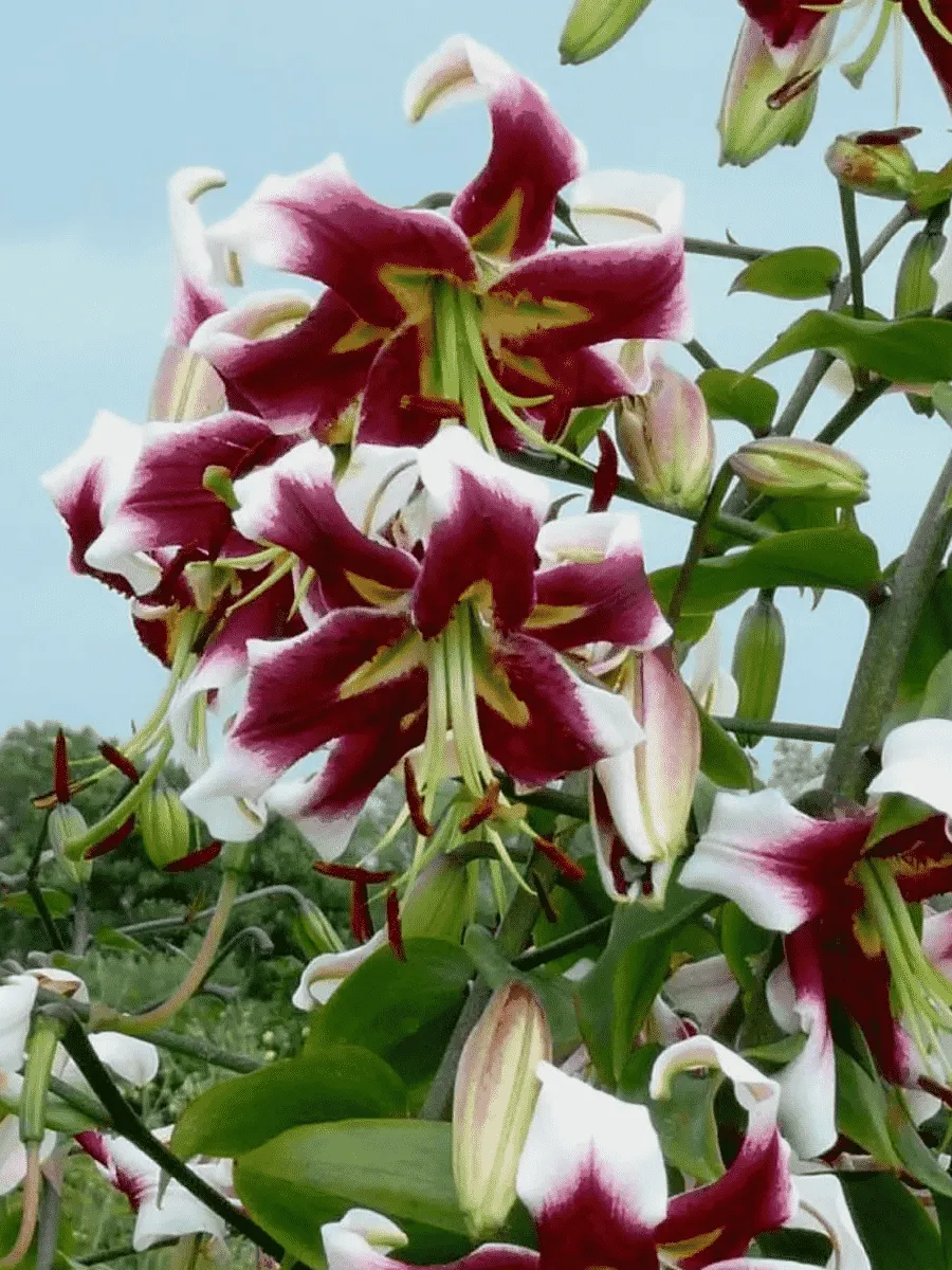 Лилия Beverly Dream