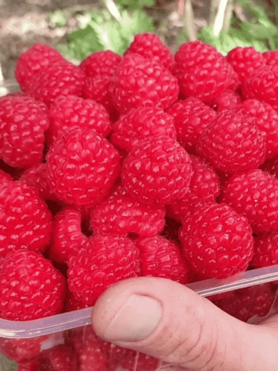 Малина обыкновенная Kweli